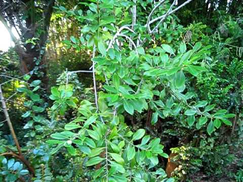 how to grow khat plant indoors