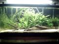 Aquario 600 Litros!!Plantado ( 10 tipos )peixe caverna ( sem olho )glassfish ( trasparente )Acara Disco ( 3 Casais )NeonRodostomosetc... 