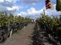 Vendimia 2011 en Bodega Filgueira