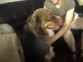 Scared Dogs With Storm Phobia Helped with Thundershirt