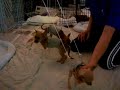 Chihuahua Therapy Chihuahua Therapy
