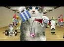 Crusha Gym Kittens