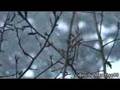 Snow-Starts-Falling