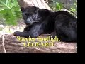 Leopard: Species Spotlight- Big Cat TV