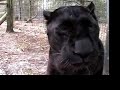 Leopard: Species Spotlight- Big Cat TV