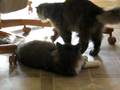 videos de Kitties