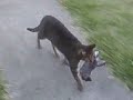Ralph being a bully