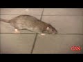 Rats at Taco Bell/KFC in NYC