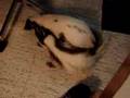 wrestling skunks