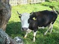 Muntii Apuseni-Targul de Fete de pe Muntele Gaina
