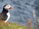 Newfoundland Puffins Newfoundland Puffins