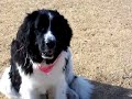 Paddington, the newfoundland dog, at 9 months