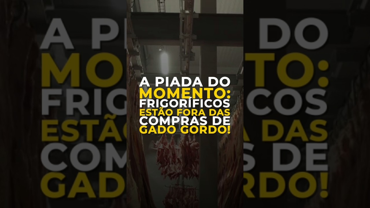 A PIADA DO MOMENTO: FRIGORÍFICOS ESTÃO FORA DAS COMPRAS DE GADO GORDO!