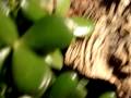 MM C. crawshayi breeding behavior