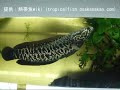 「タイワンドジョウ（Blotched snakehead）」学名：Channa maculata　ライギョ（雷魚）