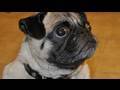 Birthday Pug