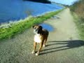 walking the dog