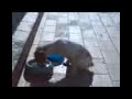 Perrita ADA 2