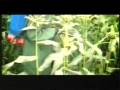 videos de cirugias patria solidaria.mpg