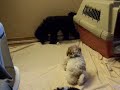 more puppies