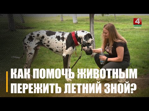 Тяжело не только людям. Рассказываем, как помочь перенести жару на Гомельщине братьям нашим меньшим видео