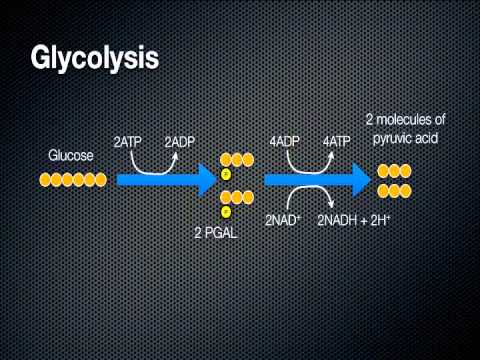 how to harvest t cells