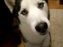 husky