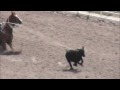2007-prca-pendleton-rodeo-a-steer-dies-an-announcer-lies.html
