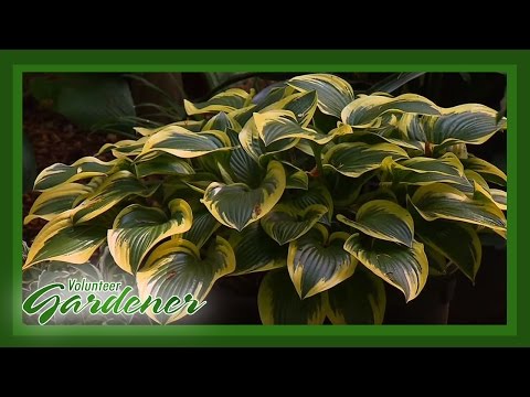 how to care for empress wu hosta