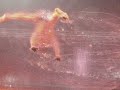 fuerza bruta - mexico