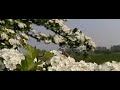 Blinde bij zweeft boven geliefde bij harde wind.