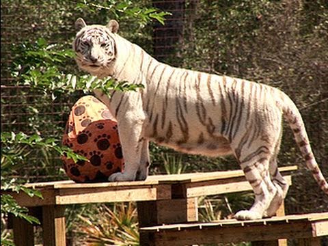 tiger