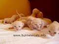 alba regia burmese cats h litter alba regia burmese cats h litter