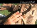videos de Deer hunting