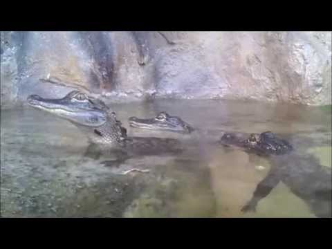 YouTube reptile video