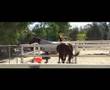 Seperation Anxiety in the Horse