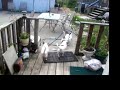 my dogs wanting to go outside