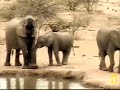 A newborn elephant meets the water