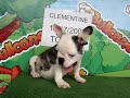 French bulldog For Sale -Clementine- http://www.bullcanes.net - ceo@bullcanes.net