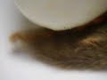 puss-caterpillar.html