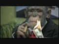 Monkey commercial