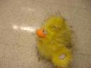 duck1 duck1