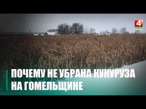 На Гомельщине решено оставить часть кукурузы неубранной в качестве эксперимента видео