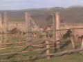 tio ad�o juntando ovelhas