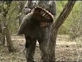 Cacer�a Guajolote Silvestre (cazarco)