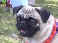 Pug - Jack Rabbit - Bill Pasalaqua