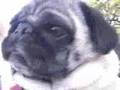 Pug video