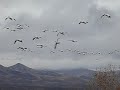 Snow Geese arriving at Bosque del Apache - Part II