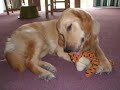 Polo, my lovely puppy golden retriever Polo, my lovely puppy golden retriever