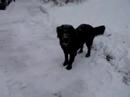 Zsa Zsa newfie dog playing in snow.  Snuggling with Babalina